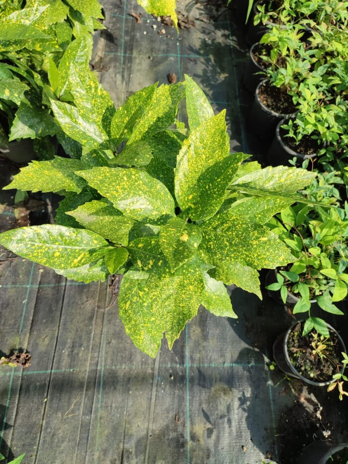 Aucuba Japonica 40-60 cm - Görsel 2