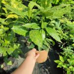 Aucuba Japonica 40-60 cm