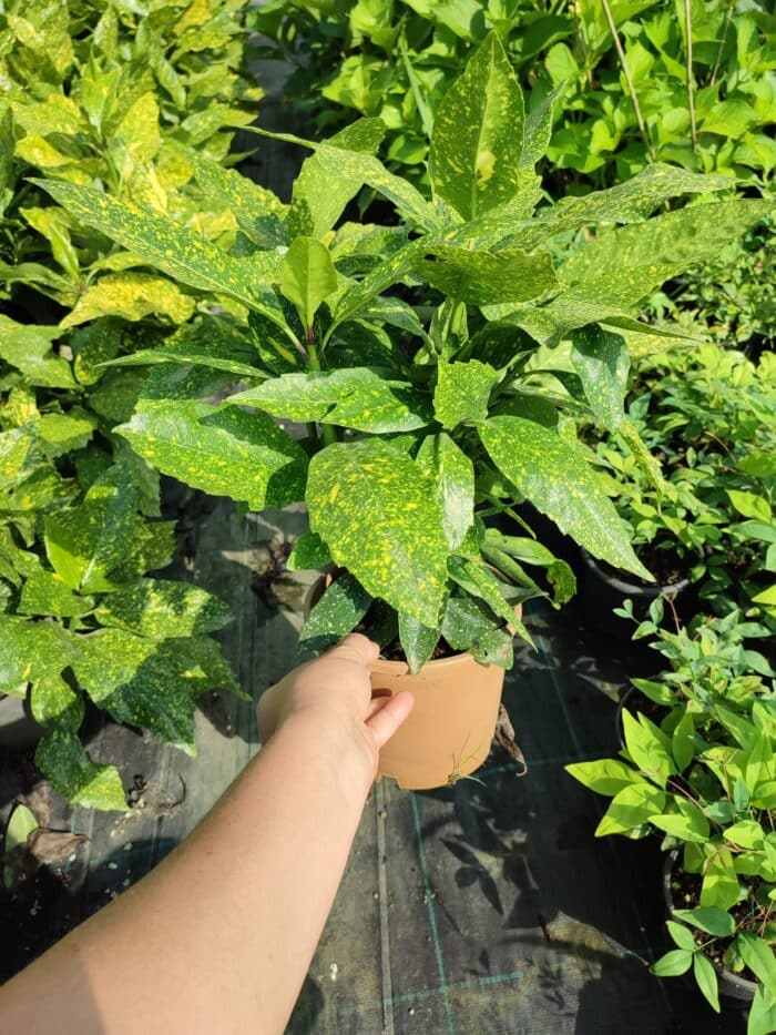 Aucuba Japonica 30-40 cm - Görsel 5