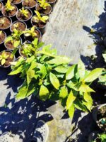 Aucuba Japonica 60-80cm