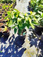 Aucuba Japonica 60-80cm - Görsel 3