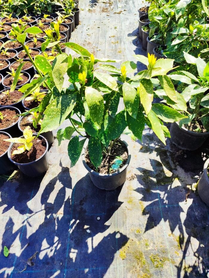 Aucuba Japonica 60-80cm - Görsel 3