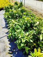 Aucuba Japonica 60-80cm - Görsel 2