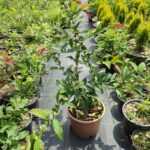 Japon Ayvası - Bahardalı - Büyük saksı 40-60cm boy