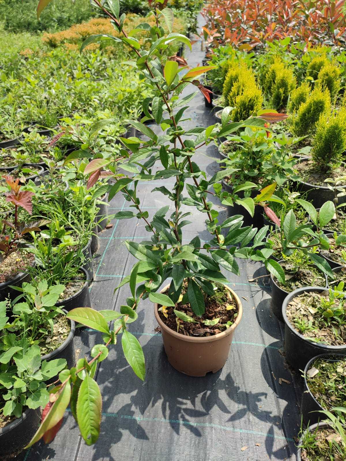 bahardali Japon Ayvası - Bahardalı - Büyük saksı 40-60cm boy - Görsel 1