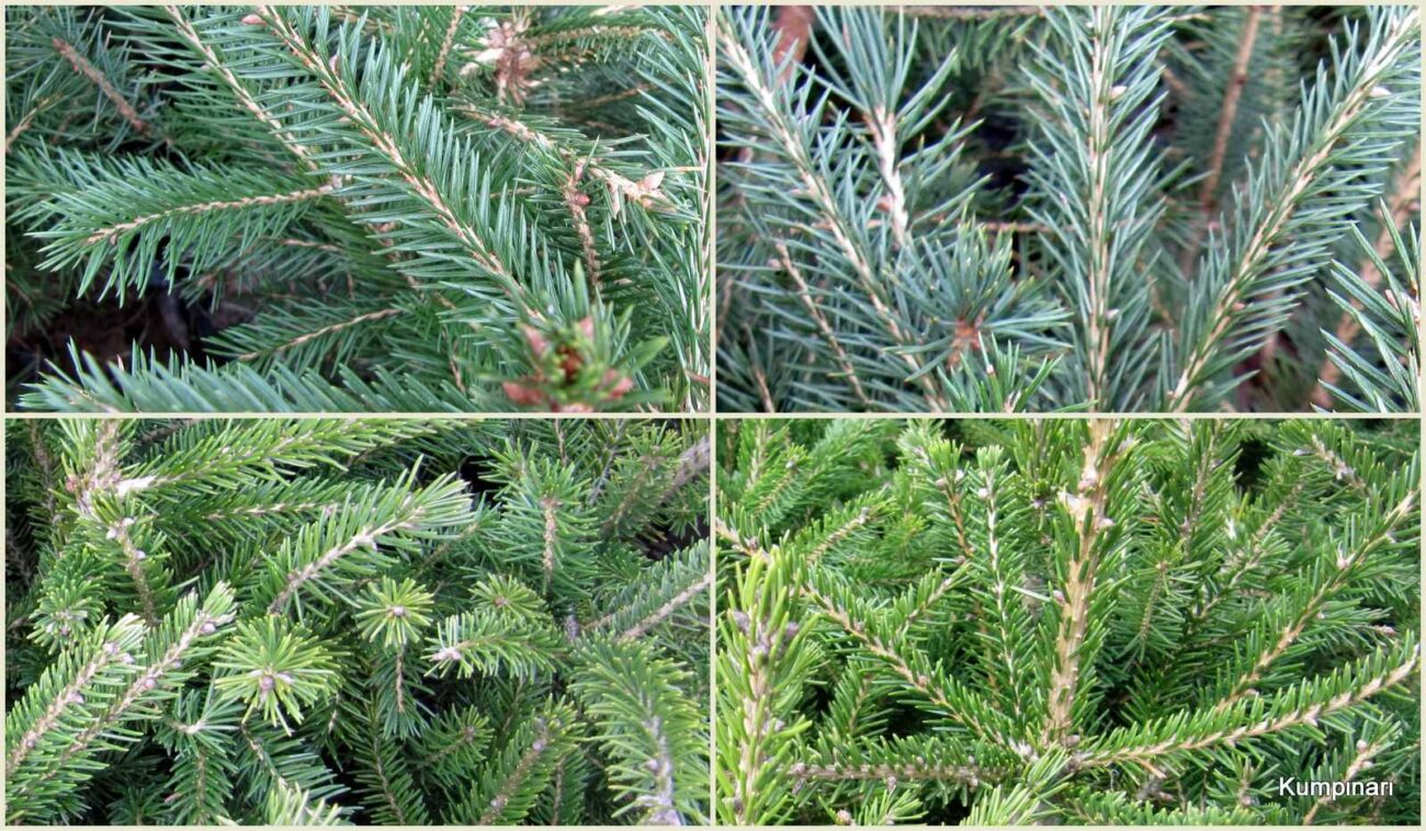 Batı Ladini ve Doğu Ladini