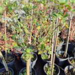 Baston Gül 100-125cm