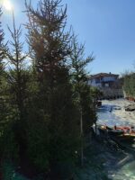 Batı Ladini 3metre - Görsel 2