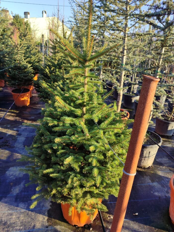 Batı Ladini, Picea occidentalis 2-3 Metre - Görsel 2