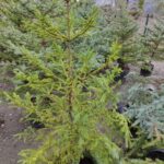 Batı Ladini (Picea occidentalis)150-200cm