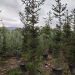 Batı Ladini, Picea Abies, 2-3 Metre