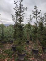 Batı Ladini, Picea Abies, 2-3 Metre