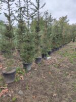Batı Ladini, Picea Abies, 2-3 Metre - Görsel 2
