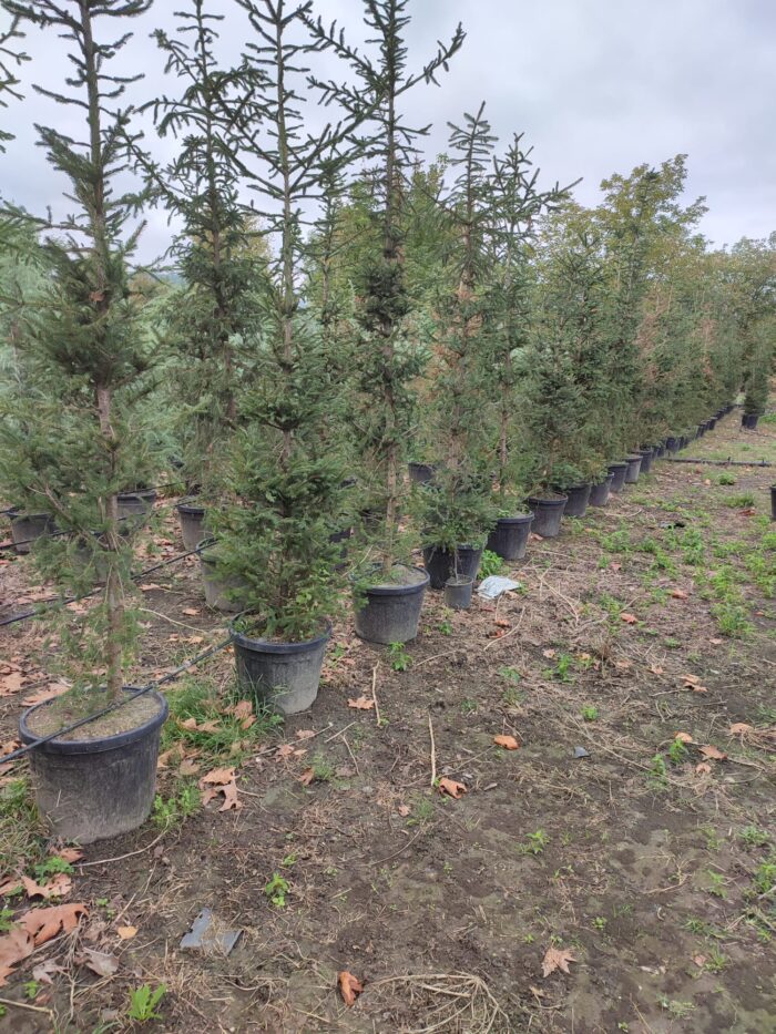 Batı Ladini, Picea Abies, 2-3 Metre - Görsel 2