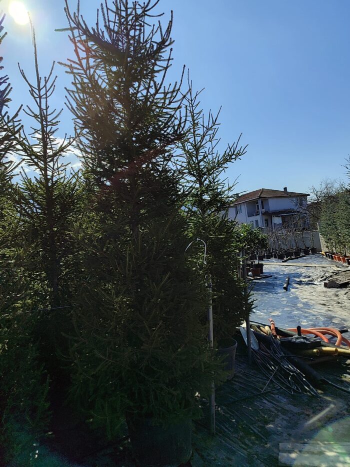 Batı Ladini 3metre - Görsel 2