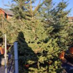 Batı Ladini, Picea occidentalis 2-3 Metre