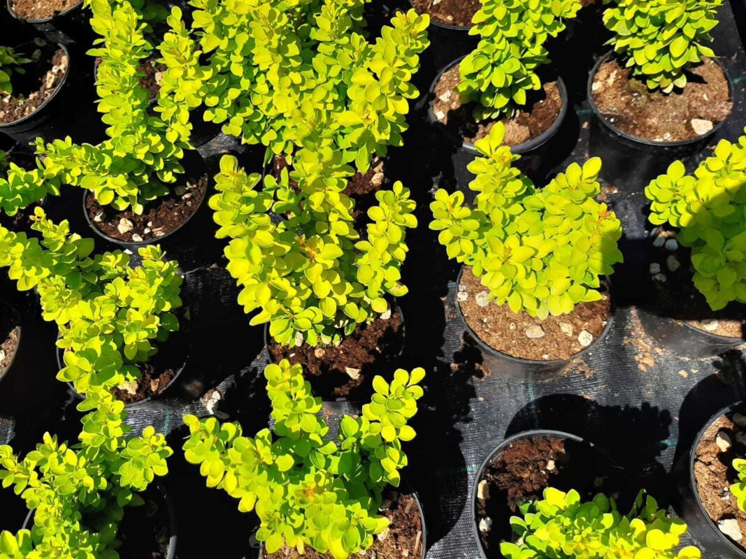 Bitkiler için "Tam Güneş" ne anlama geliyor?