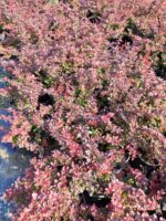Berberis thunbergii 'Red Rocket' 20-30cm 3 litre - Görsel 3