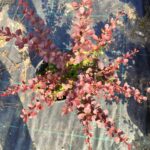 Bodur berberis 30-40cm 3 litre