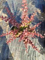 Berberis thunbergii 'Red Rocket' 20-30cm 3 litre - Görsel 4