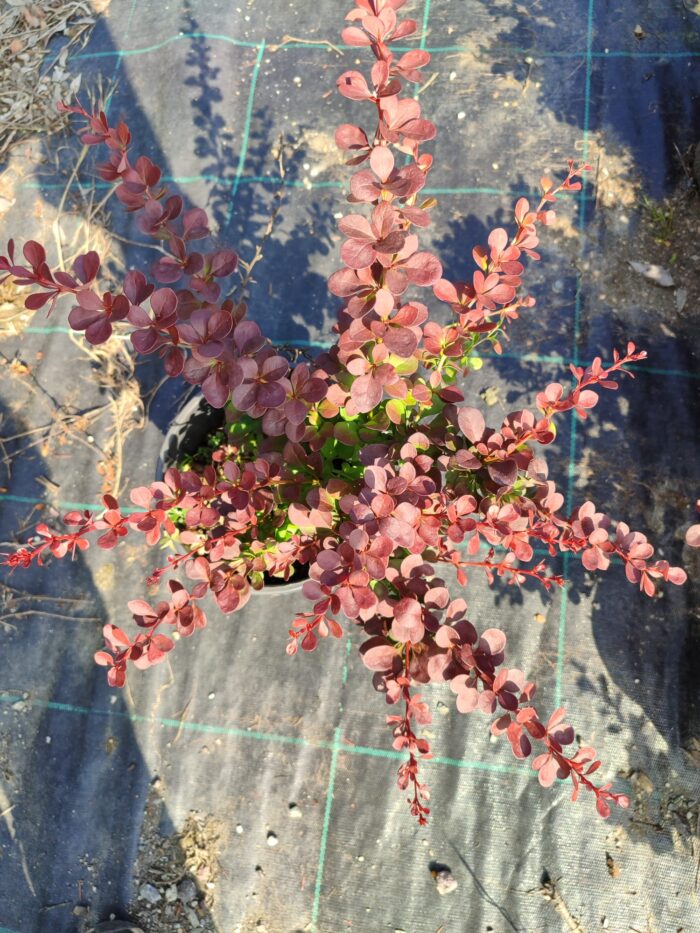Berberis thunbergii 'Red Rocket' 20-30cm 3 litre - Görsel 4