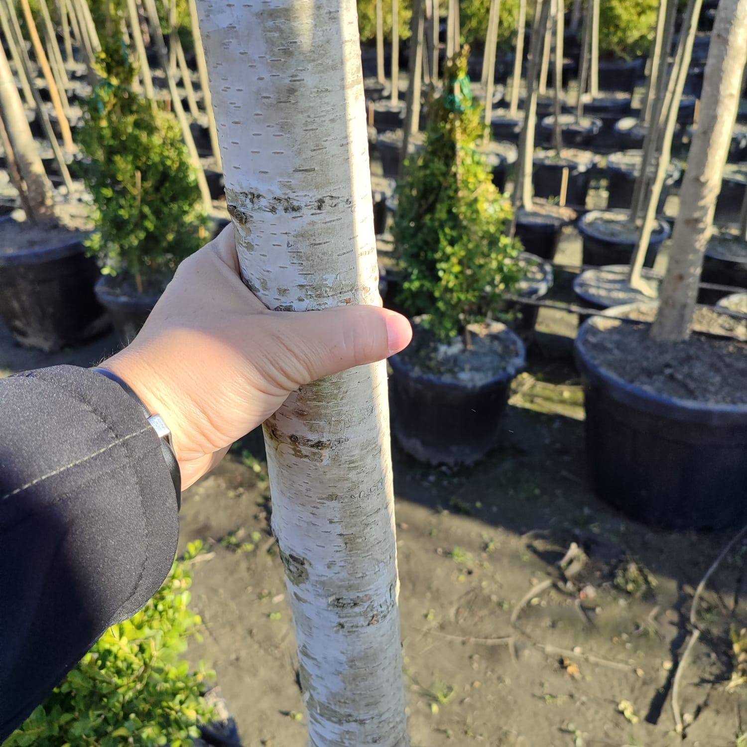 Huş Betula 20-25Q Kalınlık