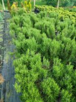 Biberiye 20-30cm boy - Görsel 4