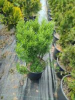 Biberiye 20-30cm boy - Görsel 3