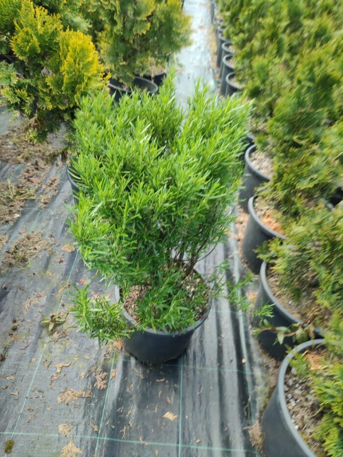 Biberiye 20-30cm boy - Görsel 3