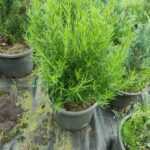 Biberiye 20-30cm boy