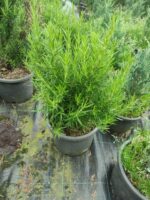 Biberiye 20-30cm boy