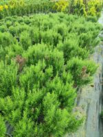 Biberiye 20-30cm boy - Görsel 2