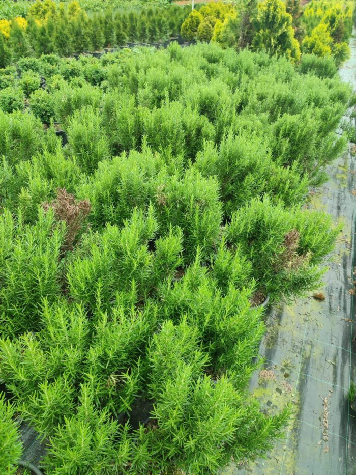 Biberiye 20-30cm boy - Görsel 2