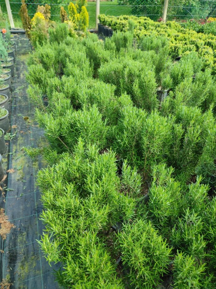 Biberiye 20-30cm boy - Görsel 4