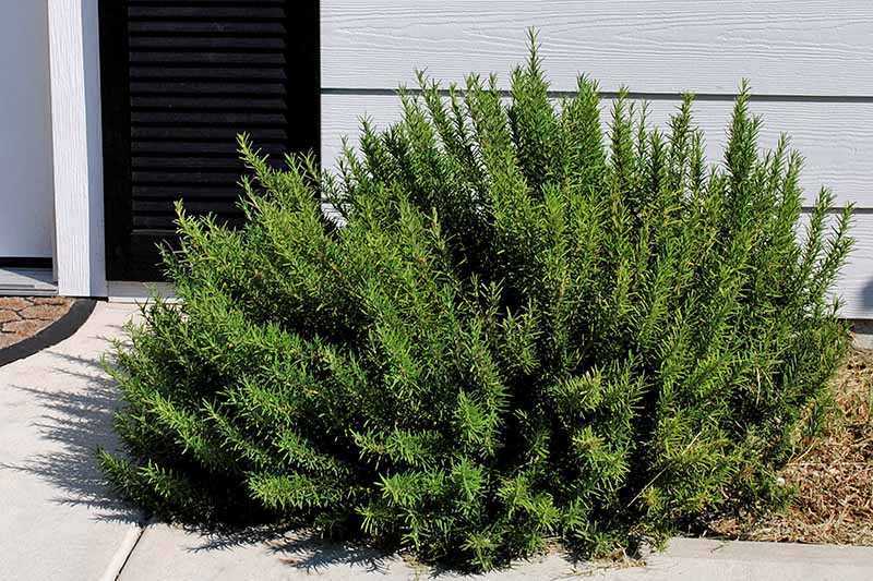 Yaprak Dökmeyen En İyi Bahçe Çalıları