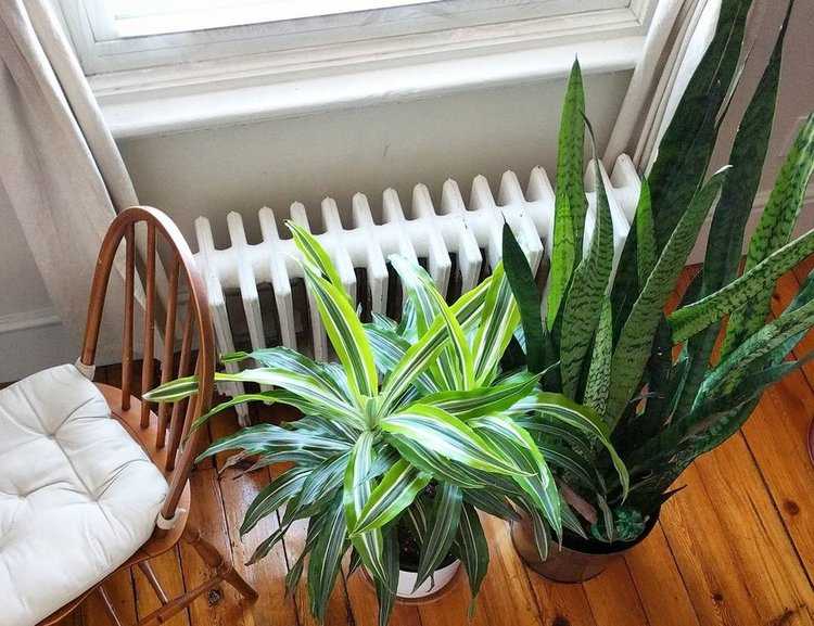 Bitkileri nasıl sulamanız gerektiğini biliyor musunuz?