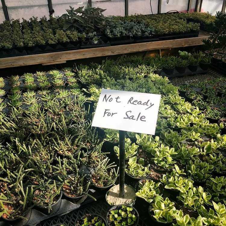 Dikim için bitkiler ve bilmeniz gerekenler!