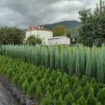 Blue Arrow - İthal Dik Mavı Ardıç 150-200cm boy