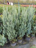 Blue Arrow 100-125cm - Görsel 2