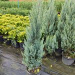 Blue Arrow 100-125cm