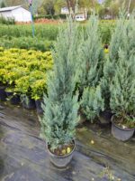 Blue Arrow 100-125cm