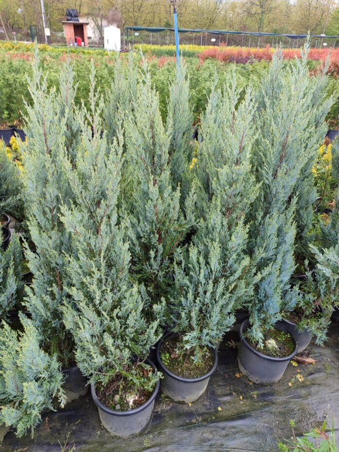 Blue Arrow 100-125cm - Görsel 2