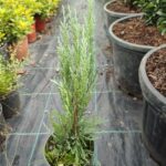 Blue Arrow 30-40 cm Mavi dik ardıç