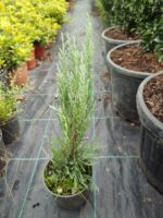 Blue Arrow 30-40 cm Mavi dik ardıç