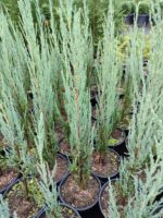 Blue Arrow 40-60cm - Görsel 2