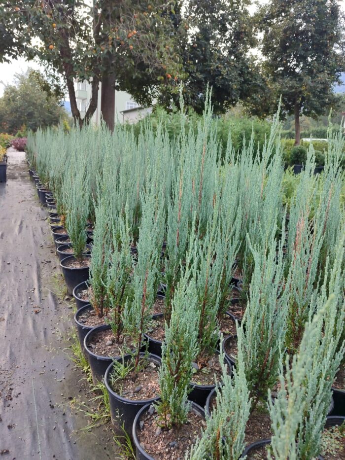 Blue Arrow 60-80cm - Görsel 2