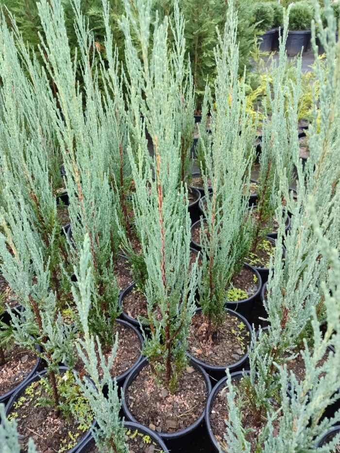 Blue Arrow 40-60cm - Görsel 2