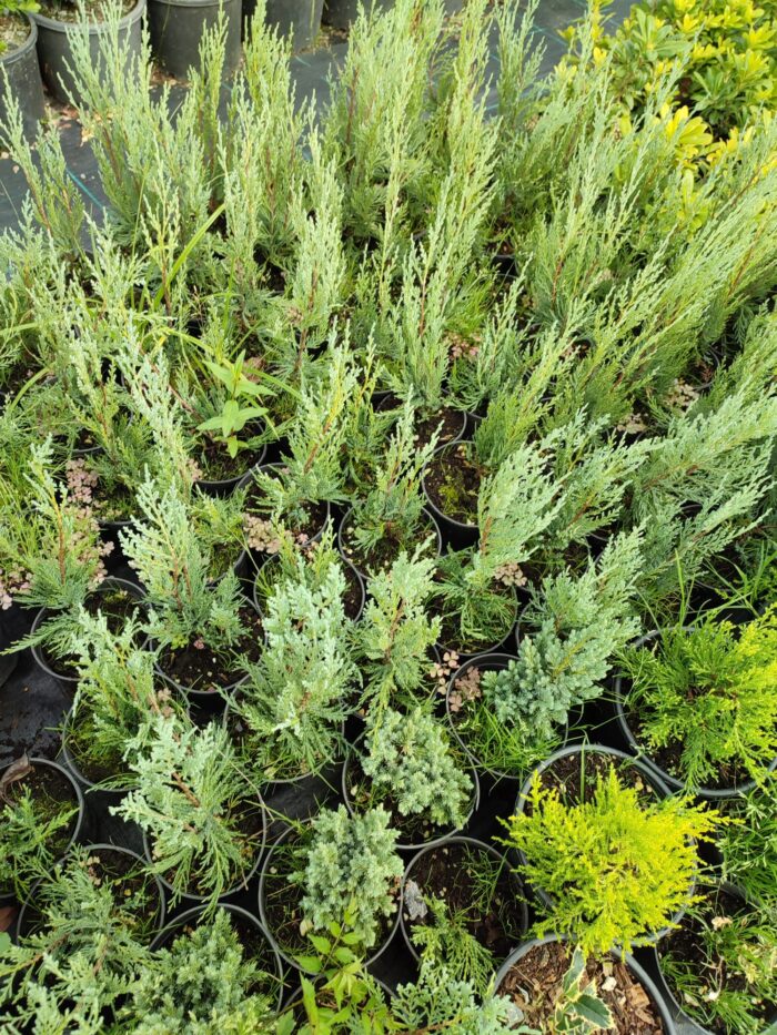 Blue Arrow 30-40 cm Mavi dik ardıç - Görsel 2