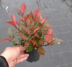 Bodur Alev Ağacı (Photinia) 15-20 cm boy