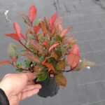 Bodur Alev Ağacı (Photinia) 15-20 cm boy